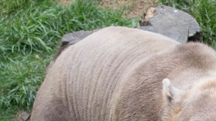Die Mischbären (Hybridbären) Tips (hell) und ihr Bruder Taps laufen am 11.06.2015 im Zoo in Osnabrück (Niedersachsen) durch ihr Gehege. Bei den Hybridbären (auch Cappuccino-Bären) handelt es sich um eine Mischung aus Eisbär und Braunbär - ein Produkt der gemeinsamen Haltung verschiedener Bärenarten in einem Gehege vor mehr als zehn Jahren. Foto: Friso Gentsch/dpa (zu lni "Cappuccino-Bären als Folge des Klimawandels" vom 15.06.2015) |