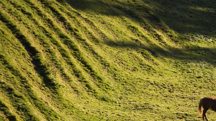 Ein Pferd steht am Freitag (29.10.2010) in Hohenpeißenberg (Oberbayern) auf einer Wiese. Föhn sorgt derzeit im Süden Bayerns für milde Temperaturen. Foto: Armin Weigel dpa/lby | Verwendung weltweit