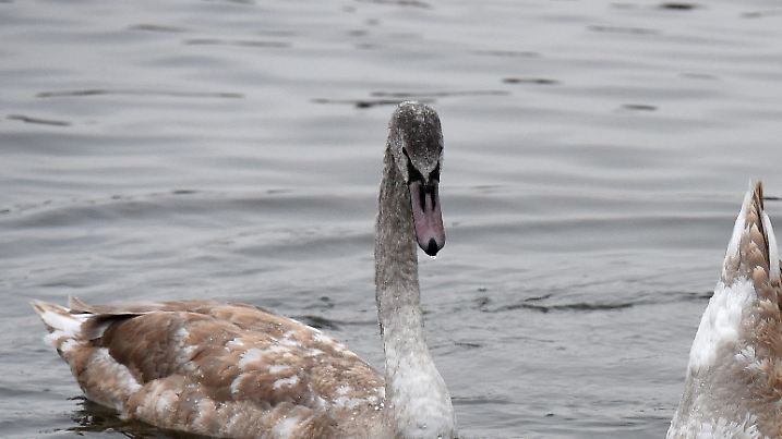 Ein Jungschwan (M) gründelt mit einem Elternvogel (r) im rund fünf Grad warmen Wasser am 22.12.2016 im Steinhuder Meer bei Steinhude (Niedersachsen). Foto: Holger Hollemann/dpa +++(c) dpa - Bildfunk+++