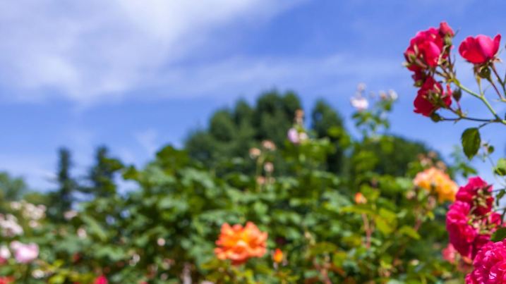 DEU/Deutschland/Brandenburg/Forst (Lausitz), 01.07.2016, Ostdeutscher Rosengarten Forst, Rosenbluete im Forster Rosengarten - Besucher koennen zehntausende Rosenstoecke und 900 Sorten in dem 1913 gegruendeten Park erleben. **Foto: Andreas Franke** | Verwendung weltweit