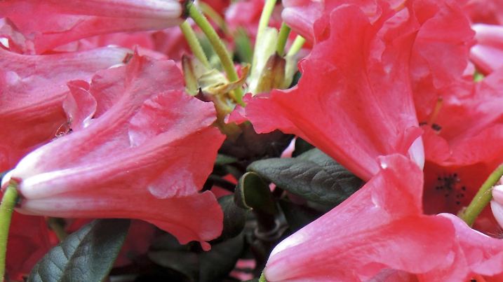 Rhododendron, Scarlet Wonder (Rhododendron repens 'Scarlet Wonder', Rhododendron repens Scarlet Wonder), Blueten der Sorte Scarlet Wonder | Silver sword azalea (Rhododendron repens 'Scarlet Wonder', Rhododendron repens Scarlet Wonder), flowers of cultivar Scarlet Wonder | Verwendung weltweit