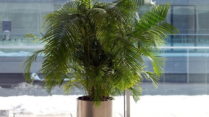 Zimmerpflanze im Topf