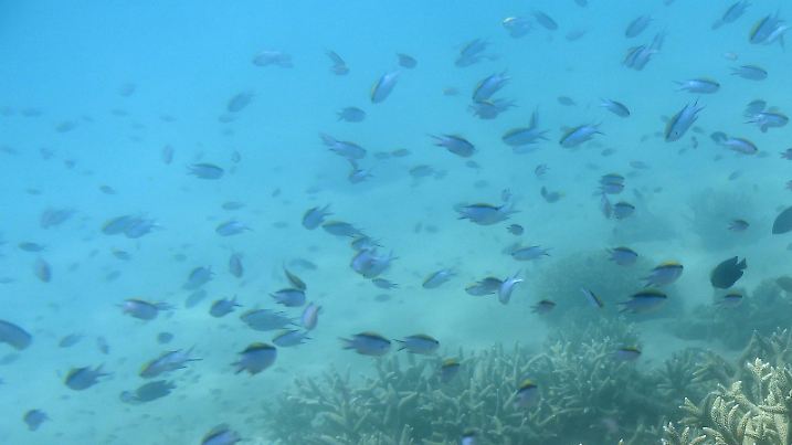 ARCHIV - Tropische Fische schwimmen am 25.11.2016 am Rand eines von Korallenbleiche betroffenen Korallenriffs am Great Keppel Island vor der Küste von Queensland (Australien). Das weltgrößte Korallenriff Great Barrier Reef vor der Küste Australiens ist nach einer neuen Studie möglicherweise noch mehr in Gefahr als bislang vermutet. (zu dpa «Studie: Neue Schäden am Great Barrier Reef» vom 10.04.2017) Foto: Dan Peled/AAP/dpa +++(c) dpa - Bildfunk+++