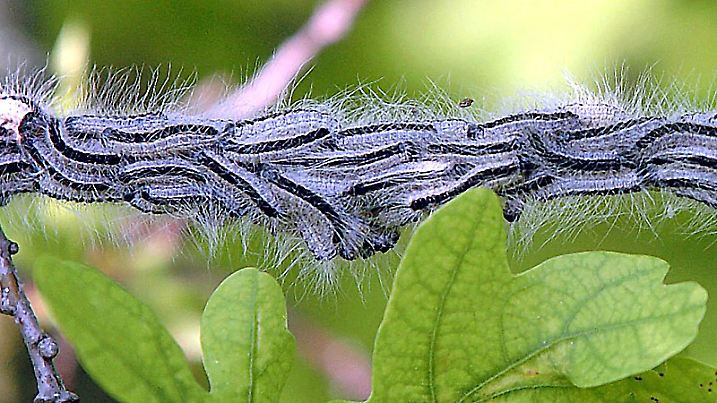 ARCHIV - Eichenprozessionsspinner-Raupen hängen am Zweig einer Eiche (Archivfoto vom 27.05.2004). Die für den Menschen gefährliche Raupe des Eichenprozessionsspinners breitet sich nach neuen Zahlen des Julius-Kühn-Instituts (JKI) in Deutschland immer weiter aus. Insgesamt sind zehn Bundesländer betroffen, davon am stärksten Berlin. Foto: Peter Roggenthin (zu dpa «Gefährlicher Eichenprozessionsspinner breitet sich rasch aus» vom 22.04.2012)  +++(c) dpa - Bildfunk+++