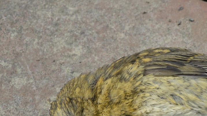 Toter Vogel
