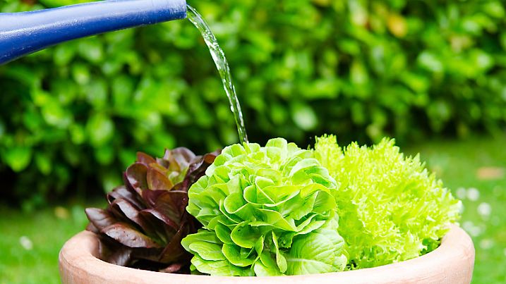salat im garten gieÃŸen