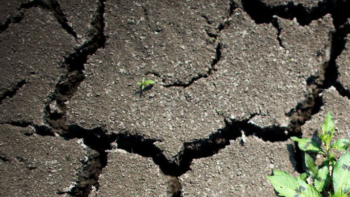 ARCHIV - Im ausgetrockneten Flußbett der Elbe in einem Hafenbecken bei Pirna (Sachsen) wächst am 11.08.2015 eine kleine Pflanze in den Rissen der trockenen Erde. Klimawandel als Herausforderung: Mit wasserschonender Bodenbearbeitung, bedarfsgerechter Düngung sowie standort- und klimaangepasster Sortenwahl beschäftigt sich der Pommritzer Feldtag an diesem Donnerstag (8. Juni). (zu dpa «Wie können Landwirte auf Klimawandel reagieren? Landesamt informiert» vom 08.06.2017) Foto: Arno Burgi/dpa-Zentralbild/dpa +++(c) dpa - Bildfunk+++