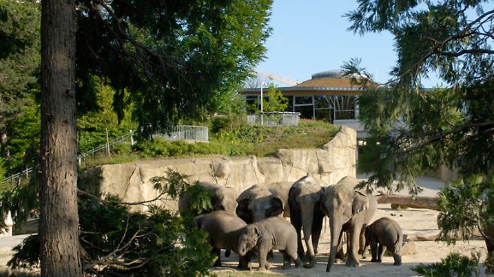 Das Außengehege des Elefantenparks im Kölner Zoo