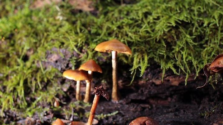 Mit Kindern beim guten Wetter ein tolles Ausflugsziel: Königsforster Waldlehrpfad