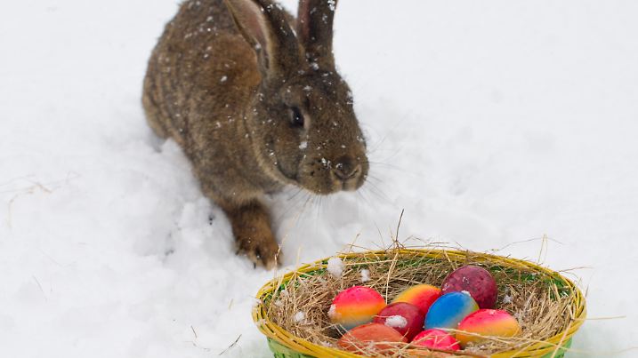 ILLUSTRATION - Ein Kaninchen hoppelt am 29.03.2013 durch den Schnee neben einem Korb voller bunter Ostereier in Sieversdorf (Brandenburg). Vielerorts gab es am Karfreitag neue Schneefälle. Foto: Patrick Pleul/dpa