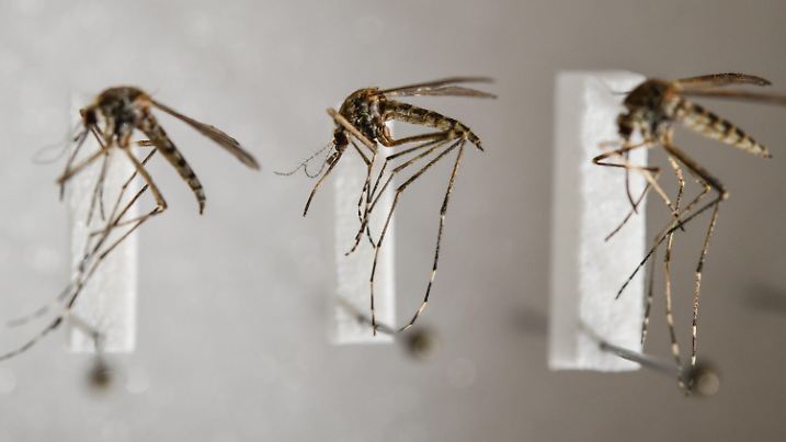 13.03.2018, Brandenburg, Müncheberg: Präparierte heimische Stechmücken der Art Aedes cantans im Leibniz-Zentrum für Agrarlandschaftsforschung (ZALF) am Institut für Landnutzungssysteme AG Medizinische Entomologie. (zu dpa-KORR «Mücken warten auf mildes und feuchtes Wetter» vom 22.03.2018) Foto: Patrick Pleul/dpa-Zentralbild/dpa +++ dpa-Bildfunk +++