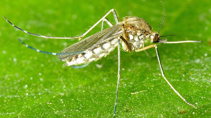 Magdeburg (Sachsen-Anhalt): Eine Mücke (Nematocera) sitzt am 38.08.2002 in Magdeburg auf einem grünen Blatt. Das weltweit mit 12.000 und in Europa mit 7.000-8.000 unterschiedlichen Arten vertretene Insekt, überträgt eine Reihe gefährlicher Krankheiten. Die globale Erwärmung könnte zu einer Ausbreitung tropischer und subtropischer Infektionskrankheiten führen, warnt die Weltgesundheitsorganisation. Demnach bedroht allein die Malaria inzwischen 40 Prozent aller Menschen. Jedes Jahr rafft die von Mücken übertragene Seuche eine Million Menschen dahin.  (MGB460-040902)