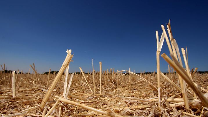 Dürre in Hofheim, Main Taunus Kreis, Hessen, Deutschland: abgeerntetes Getreidefeld in der heißen Mittagssonne *** Drought in Hofheim Main Taunus Hesse Germany harvested field of corn in the hot midday sun