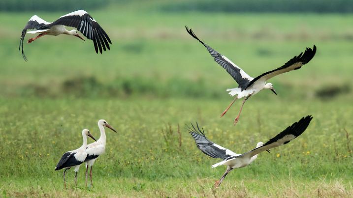ARCHIV - 03.08.2016, Hessen, Büdingen: Störche fliegen über eine Feuchtwiese. Meist sammeln sie sich dort, um sich auf den meist Mitte August beginnenden Vogelzug vorzubereiten. (zu dpa «Aufbruchstimmung bei Störchen - Der Herbstzug nach Süden hat begonnen» vom 19.08.2018) Foto: Boris Roessler/dpa +++ dpa-Bildfunk +++