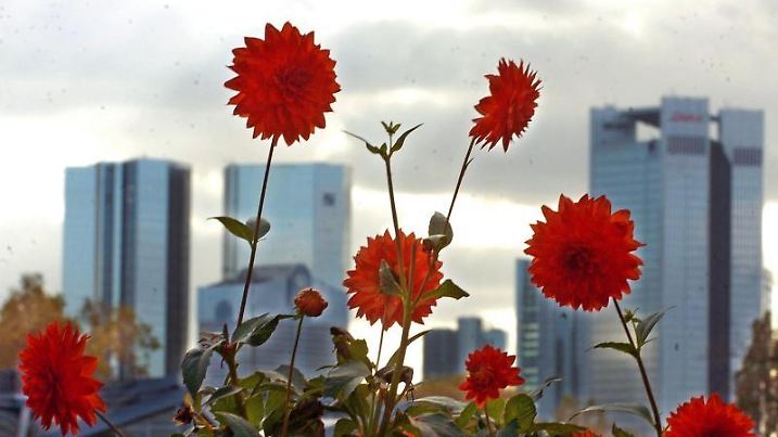 Dahlien vor Skyline