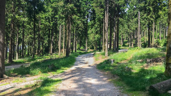 Waldweg mitten im Taunus