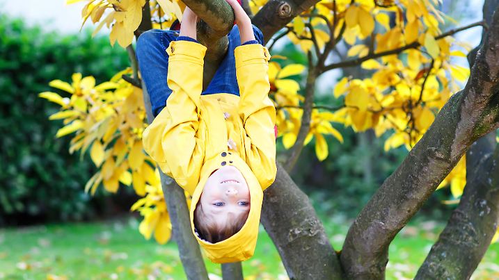 Kind in gelber Regenjacke hängt an Ast von Baum - auf dem Boden liegt Laub