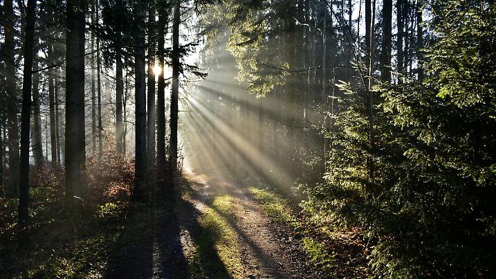 Wald - Aufnahme im Gegenlicht