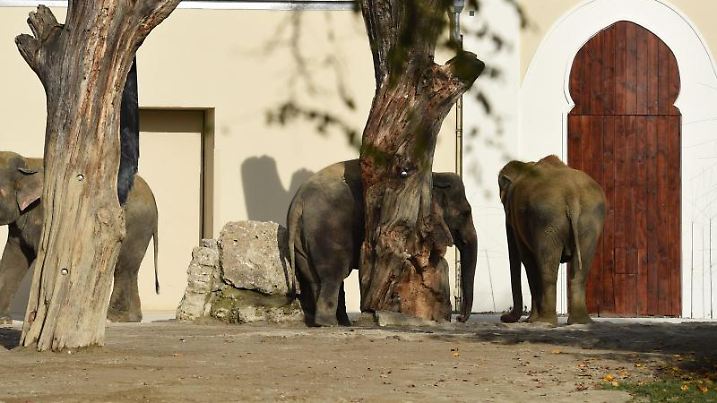 Elefantengehege im Tierpark Hellabrunn