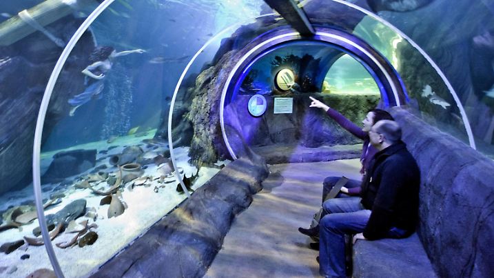 Glastunnel des Sea Life Oberhausen