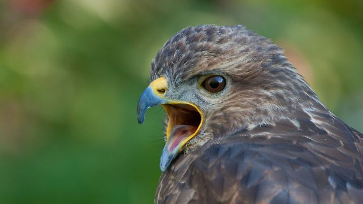 Maeusebussard, Nordrhein-Westfalen, Deutschland / (Buteo buteo)