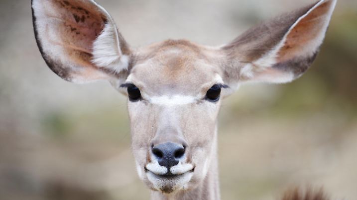 Ein "Großer Kudu", eine afrikanische Antilopenart, schaut am Donnerstag (01.04.2010) in der Zoom Erlebniswelt in Gelsenkirchen in die Kamera und lauscht mit seinen großen Ohren. Der ehemalige Ruhrzoo ist nach eigenen Angaben der erste vollständig nach naturnahen Prinzipien gestaltete Zoo in Deutschland. Foto: Bernd Thissen dpa/lnw  +++(c) dpa - Bildfunk+++