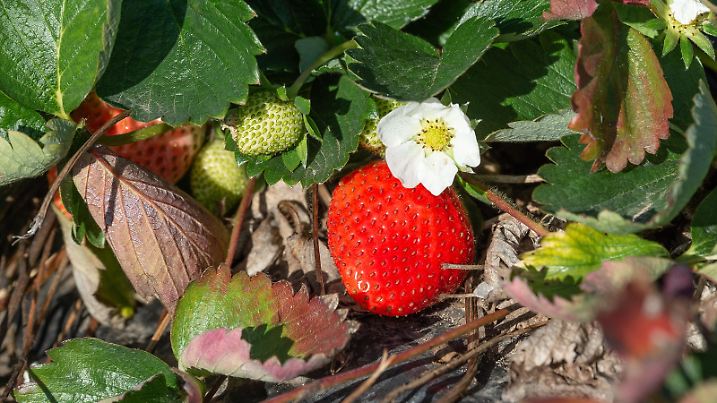 07.11.2018, Hessen, Riedstadt: Eine Erdbeere hängt an einem Erdbeerstrauch einer Erdbeerplantage der Manke GbR. Durch das warme Klima können sogar im November noch Erdbeeren geerntet werden. Foto: Silas Stein/dpa | Verwendung weltweit