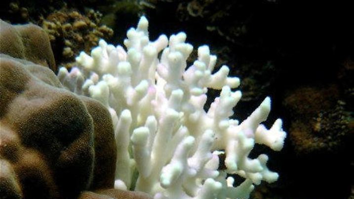 Korallenbleiche (undatiertes Handout). Der Klimawandel hat nach Angaben von Naturschützern eine verheerende Korallenbleiche in Südostasien ausgelöst. Von Malaysia über die Philippinen bis Indonesien sind im sogenannten Korallendreieck die Bestände bedroht, berichtete die Umweltstiftung WWF am Donnerstag (29.07.2010). Wenn das Meer wärmer wird, sterben die Organismen in den Korallen und damit auch die Korallen selbst ab. Weil nur das helle Kalkgehäuse übrig bleibt, sprechen Wissenschaftler von Korallenbleiche. Foto: WWF Philippinen / Lory Tan (ACHTUNG: Nur zur redaktionellen Verwendung und nur in Zusammenhang mit diesem Thema) |