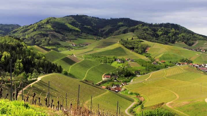 Echter Wein, Weinrebe (Vitis vinifera), Ortschaft zwischen von Weinbergen und Wald bedeckten Huegeln im Fruehling, Deutschland, Baden-Wuerttemberg, Schwarzwald, Durbach | grape-vine, vine, grape (Vitis vinifera), village among hills with vineyards and forest in springtime, Germany, Baden-Wuerttemberg, Black Forest, Durbach | Verwendung weltweit