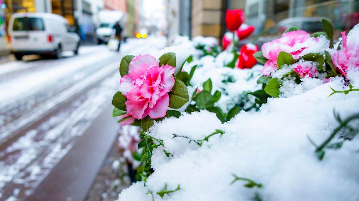 Roses in snow one cold morning in Gothenburg, Sweden