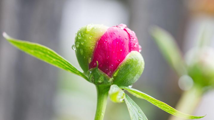 Kaprun THEMENBILD - eine geschlossene Knospe einer pinken Pfingstrose (Paeonia), aufgenommen am 17. Mai 2018, Kaprun, Oesterreich // a closed bud of a pink peony roses on 2018/05/17, Kaprun, Austria. *** Kaprun THEME PICTURE one closed bud of a pink peony Paeonia taken on 17 May 2018 Kaprun Austria a closed bud of a pink peony rose on 2018 05 17 Kaprun Austria PUBLICATIONxNOTxINxAUT EP_obh