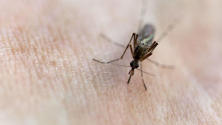 Mückenstich Berlin, 18.08.18, Mücke in Nahaufnahme beim Stich in menschliche Haut Berlin Deutschland *** Mosquito bite Berlin 18 08 18 mosquito in close-up on sting in human skin Berlin Germany