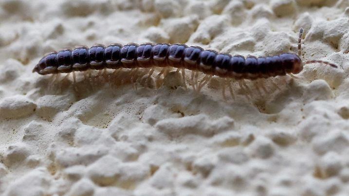 15.07.2019, Rheinland-Pfalz, Melsbach: Ein Tausendfüssler krabbelt über eine Hauswand. Eine Tausendfüßler-Plage, einer ursprünglich aus Südostasien stammenden Art, hat den Ort im Kreis Neuweid heimgesucht. (zu dpa "Tausendfüßlerplage in Melsbach - Seltene Art einst aus Südostasien") Foto: Thomas Frey/dpa +++ dpa-Bildfunk +++