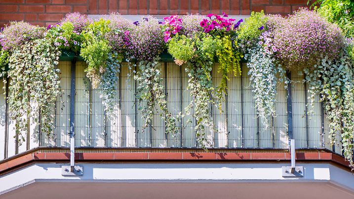 Pretty balcony plants