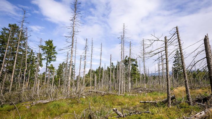 Waldsterben als Folge des Klimawandels Durch Sturmereignisse und Extremwetterlagen wie lange Hitze- oder Trockenperioden vermehren sich Borkenkäfer explosionsartig in gleichförmigen Wäldern. Der Klimawandel verstärkt diese Effekte durch vermehrte Extremwetterereignisse und Hitzeperioden. Nach Einschätzung von Umweltschutzorganisationen und Forstfachleuten vermehren sich Baumschädlinge durch den Klimawandel explosionsartig. Das Ergebnis könnte ein Waldsterben 2.0 sein und so aussehen, wie einige Stellen hier im Nationalpark Harz, in der der Borkenkäfer deutlcih weniger bekämpft wird und sich deshalb ausbreiten kann. Nationalpark Harz Niedersachsen Deutschland *** Forest dieback as a result of climate change Storm events and extreme weather conditions such as long periods of heat or drought cause bark beetles to multiply explosi