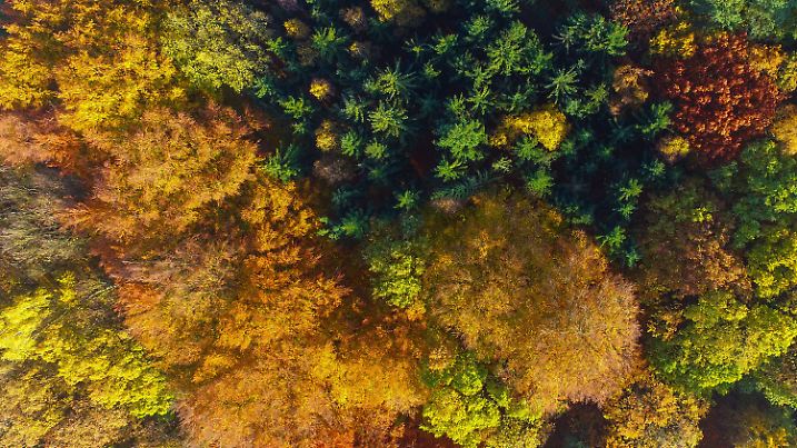 ARCHIV - 12.11.2016, Brandenburg, Sieversdorf: Ein herbstlich bunt gefärbter Mischwald leuchtet in der Mittagssonne im Landkreis Oder-Spree (Luftaufnahme mit einer Drohne). Angesichts absterbender Wälder in Deutschland als Folge der Klimakrise erwartet Bundesumweltministerin Schulze von Waldbesitzern und Förstern, dass sie etwa abgebrannte Fichtenwälder durch robustere Mischwälder ersetzen Foto: Patrick Pleul/dpa-Zentralbild/dpa +++ dpa-Bildfunk +++