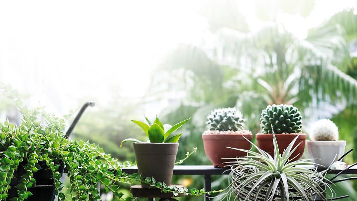 Home and garden concept of tree and plant decoration at balcony with copy space