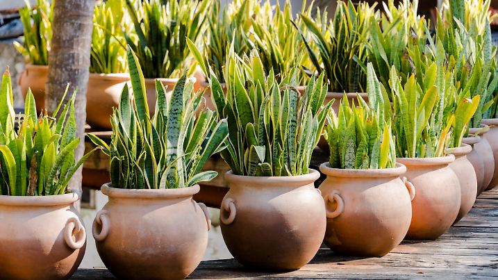 Large terracotta planters in a row containing tropical plants.