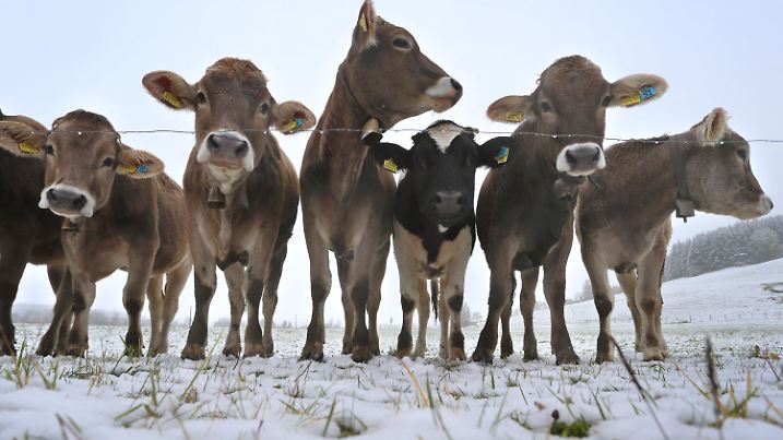28.10.2018, Bayern, Unterthingau: Junge Kühe weiden auf einer schneebedeckten Wiese. Foto: Karl-Josef Hildenbrand/dpa +++ dpa-Bildfunk +++
