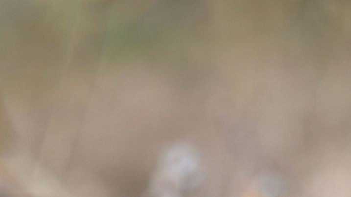 Vorboten des Frühling: Ein Schmetterling sitzt auf einem Weidenkätzchen. Bei fast frühlingshaften Temperaturen nutzten viele Menschen im Westen den Sonntag zu einem Ausflug ins Grüne wie hier bei Kall in der Eifel auf dem Pingenweg und dem Eifelsteig ( Rheinland ) | Verwendung weltweit
