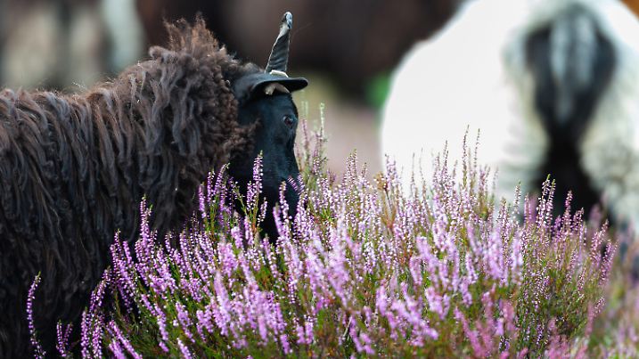 09.08.2019, Niedersachsen, Niederhaverbeck: Eine Heidschnucke knabbert an einer Heidepflanze. Zum Auftakt der Heideblüte wurde unter anderem eine Maschine zur Heidepflege vorgestellt, sowie Mitglieder der Sanitätsreiter der Johanniter-Unfall-Hilfe, die zusammen mit Polizeireitern in der Heideblüten-Saison zum Einsatz kommen. (zu dpa: «Heideblüte hat begonnen - Polizeireiter sind wieder unterwegs») Foto: Philipp Schulze/dpa +++ dpa-Bildfunk +++