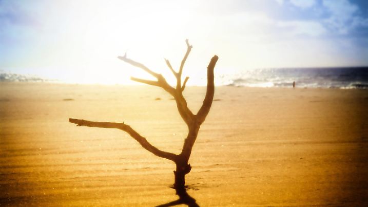 Symbolbild für Erderwärmung, ein vertrockneter Ast steckt in kahlem Boden unter glühender Sonne im Gegenlicht Gluthitze *** Symbol image for global warming, a dried up branch is stuck in bare ground under glowing sun in backlight glowing heat  