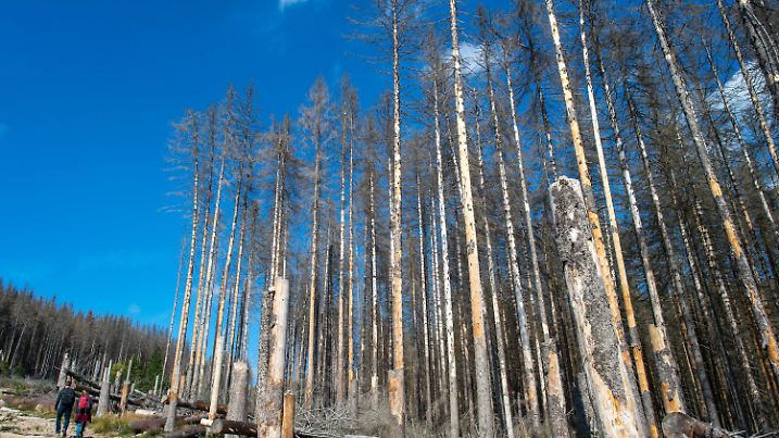 ARCHIV - 11.09.2019, Sachsen-Anhalt, Wernigerode: Wanderer gehen im Nationalpark Harz an abgestorbenen Fichten vorbei. Die Nadelbäume fielen dem Borkenkäfer zum Opfer. Vor dem Spitzentreffen zum Wald am Mittwoch in Berlin hat Thüringens Forstministerin Keller (Linke) mehr Geld vom Bund gefordert. Schätzungen zufolge werden alleine in Thüringen bis Jahresende etwa 600 000 Buchen wegen Trockenheit absterben und fünf bis sechs Millionen Fichten Opfer des Borkenkäfers.(zu dpa «Vor dem Waldgipfel: Ministerin und Forstleute stellen Forderungen») Foto: Klaus-Dietmar Gabbert/zb/dpa +++ dpa-Bildfunk +++