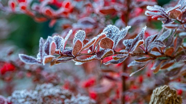 Morning frost in Moscow Region, Russia.