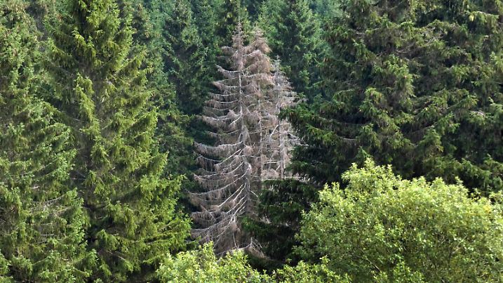 u.B.z. Baumsterben im Nationalpark- Harz Baumsterben *** u B e Tree dieback in Harz National Park Tree dieback  